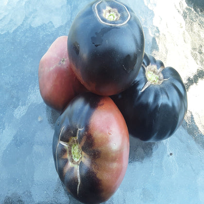 Black Beauty Slicing Tomato Seeds