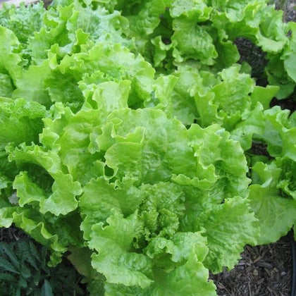 Black Seeded Simpson Lettuce Seeds