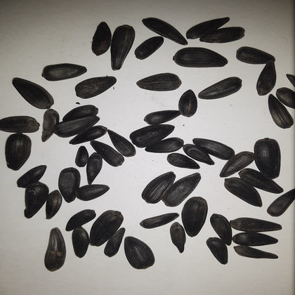 Black Russian Sunflower Seeds