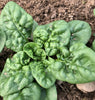 Bloomsdale Long Standing Heirloom Spinach Seeds