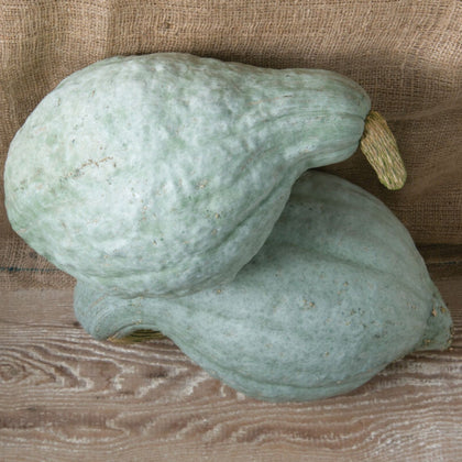 Blue Hubbard Heirloom Winter Squash Seeds
