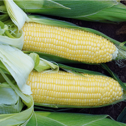 Bodacious RM Yellow Sweet Corn Treated Seeds