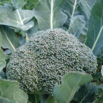 De Cicco Heirloom Broccoli Seeds