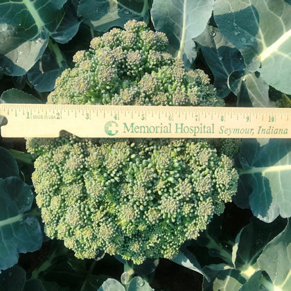 Arcadia Hybrid Treated Broccoli Seeds