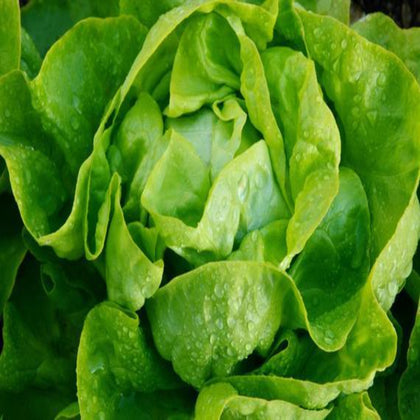 Butter Crunch Heirloom Lettuce Seeds
