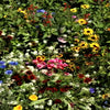 Butterfly Mix Seeds