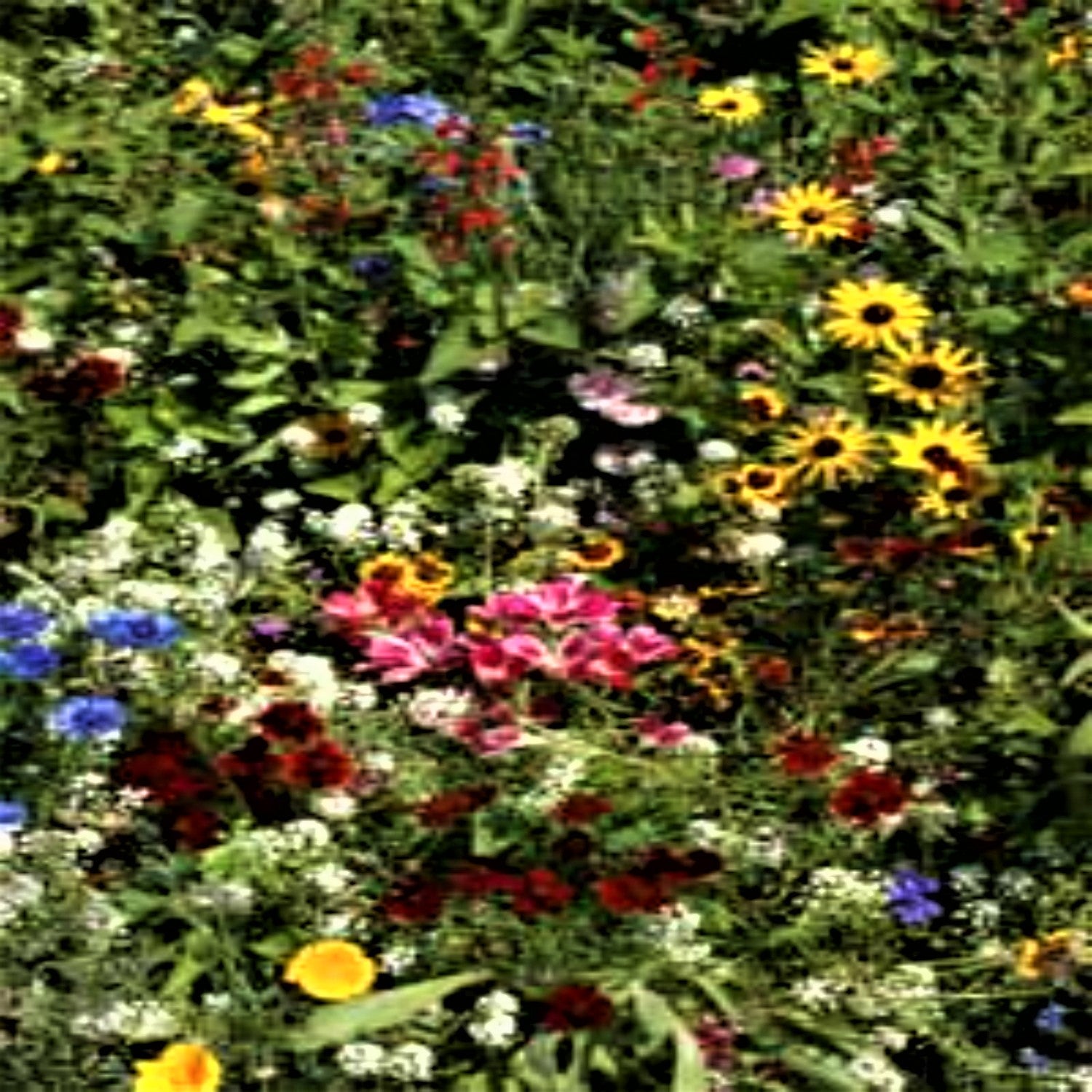seeds for butterfly garden Butterfly Mix Seeds perennial and annual flowers 25 varieties