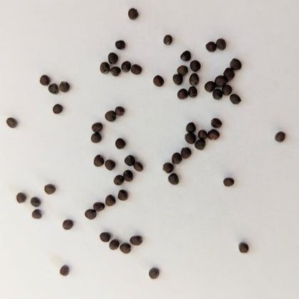 Murdoc Pointed Head Cabbage Seeds