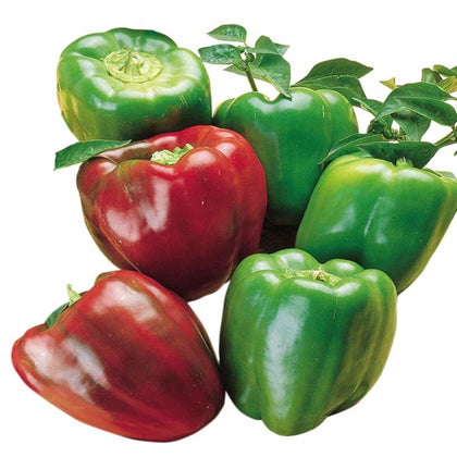 California Wonder Sweet Bell Pepper Heirloom Seeds