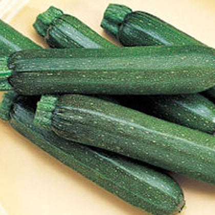 Cash Flow Hybrid Zucchini Summer Squash Seeds