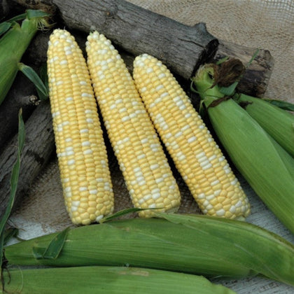Catalyst XR Extra Early 66 DAY Treated Bicolor Sweet Corn Seeds