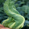Twister Hybrid Cauliflower Seeds