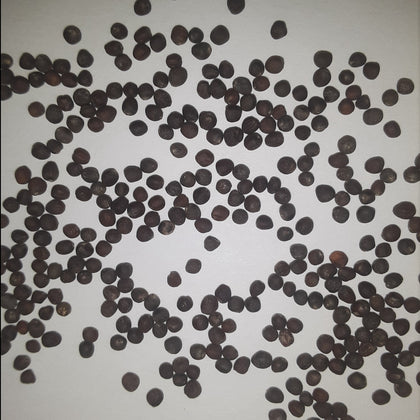 Snowball Self Blanching Cauliflower Seeds