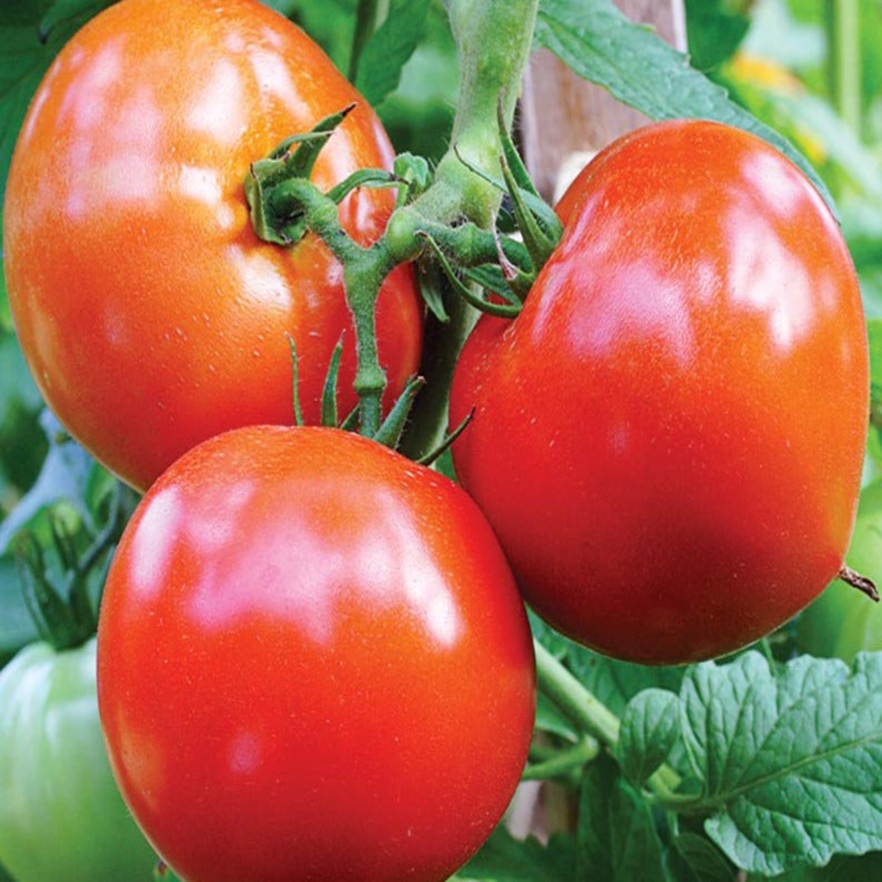 celebrity tomato plants