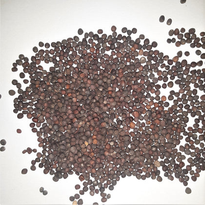 Collard Greens, Georgia Southern Creole Seeds