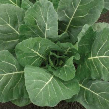 Collard Greens, Champion Seeds