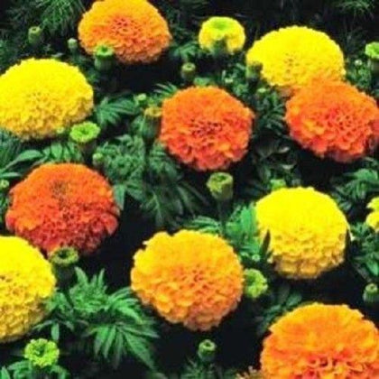 Cracker Jack Series Marigold Flower Seeds