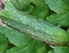 Cucumber, Straight 8 Seeds