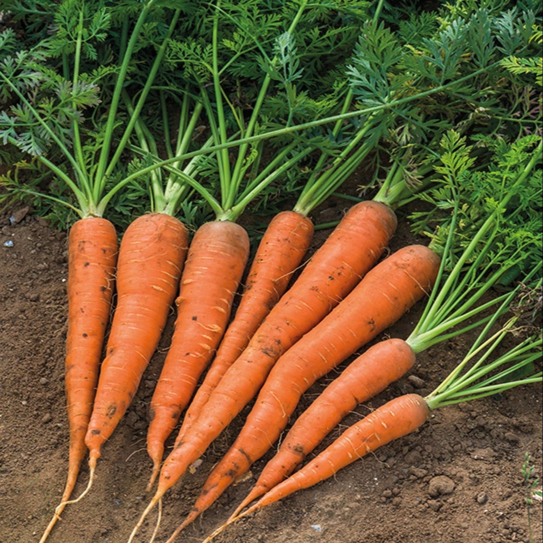 seeds of change garden carrot blend Danvers Carrot OP Old time favorite Orange color Seeds – Papaws Garden Supply LLC