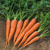 Danvers Heirloom Carrot Seeds