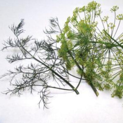 Herb Dill, Long Island Mammoth Seeds