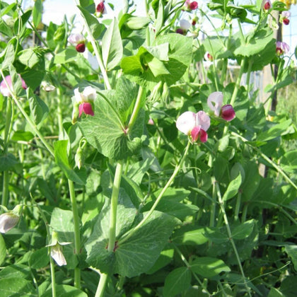 Dwarf Grey Sugar Snow Pea Seeds