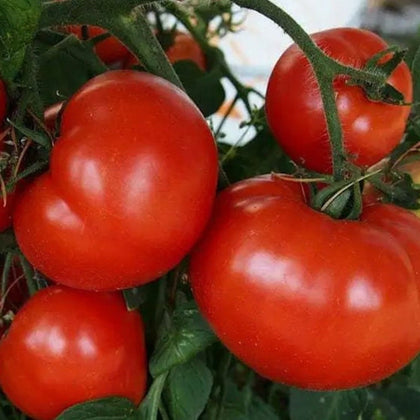 Early Girl Treated Hybrid Tomato Seeds