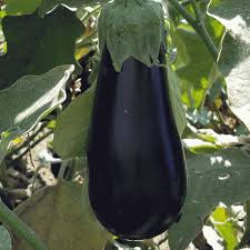 Florida Market Egg Plant Seed