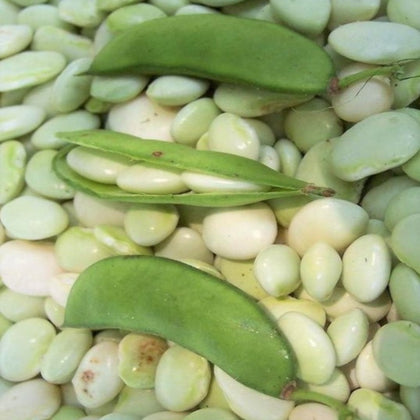 Fordhook 242 Heirloom Lima Bean Seeds