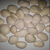 Fordhook 242 Heirloom Lima Bean Seeds