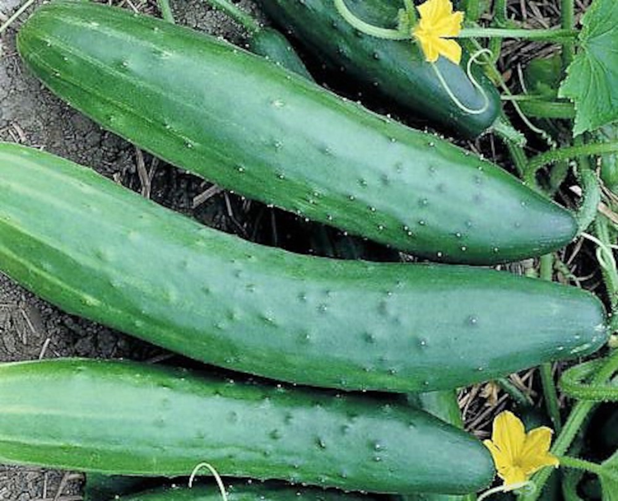 garden sweet burpless cucumber seeds Cucumber, Garden Sweet Burpless Seeds