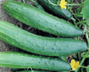 Cucumber, Garden Sweet Burpless Seeds