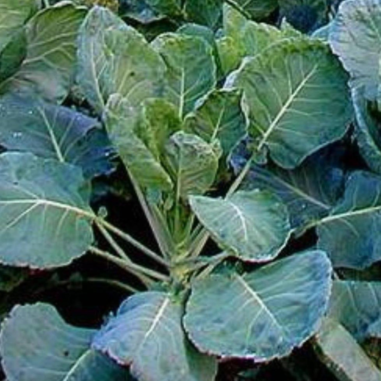 planting georgia collards seeds Collard Greens, Georgia Southern Creole Seeds – Papaws Garden Supply LLC