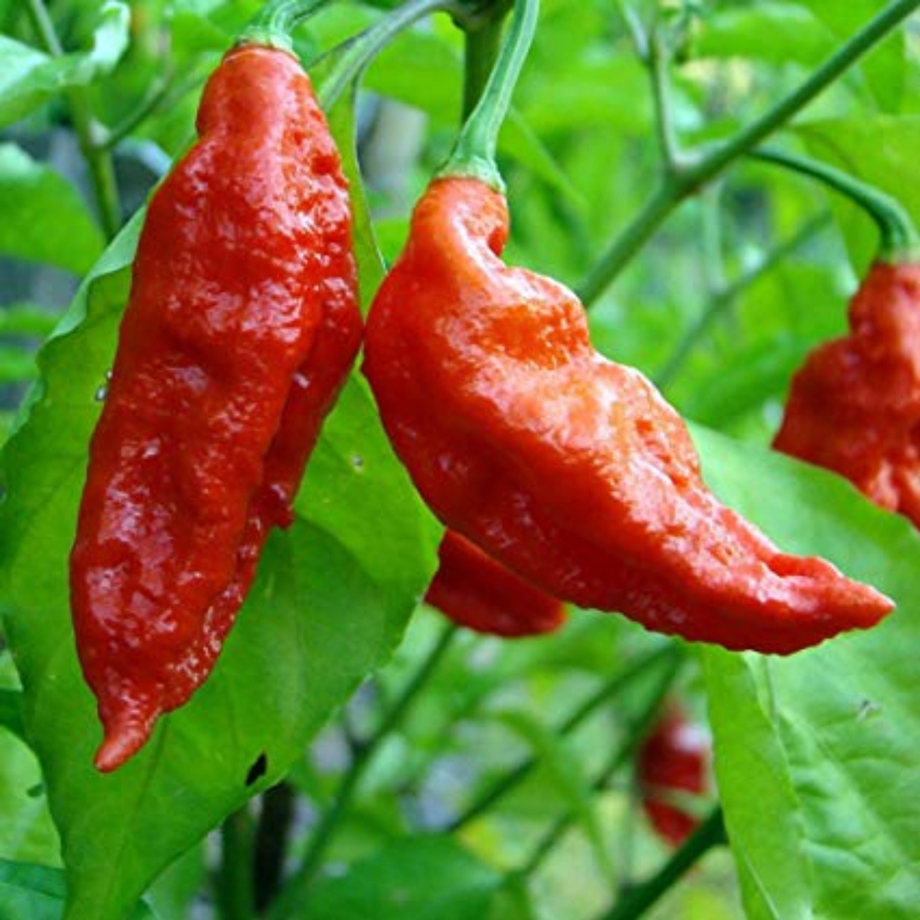 Ghost Chili Pepper Seeds ghost-chili-pepper-seeds