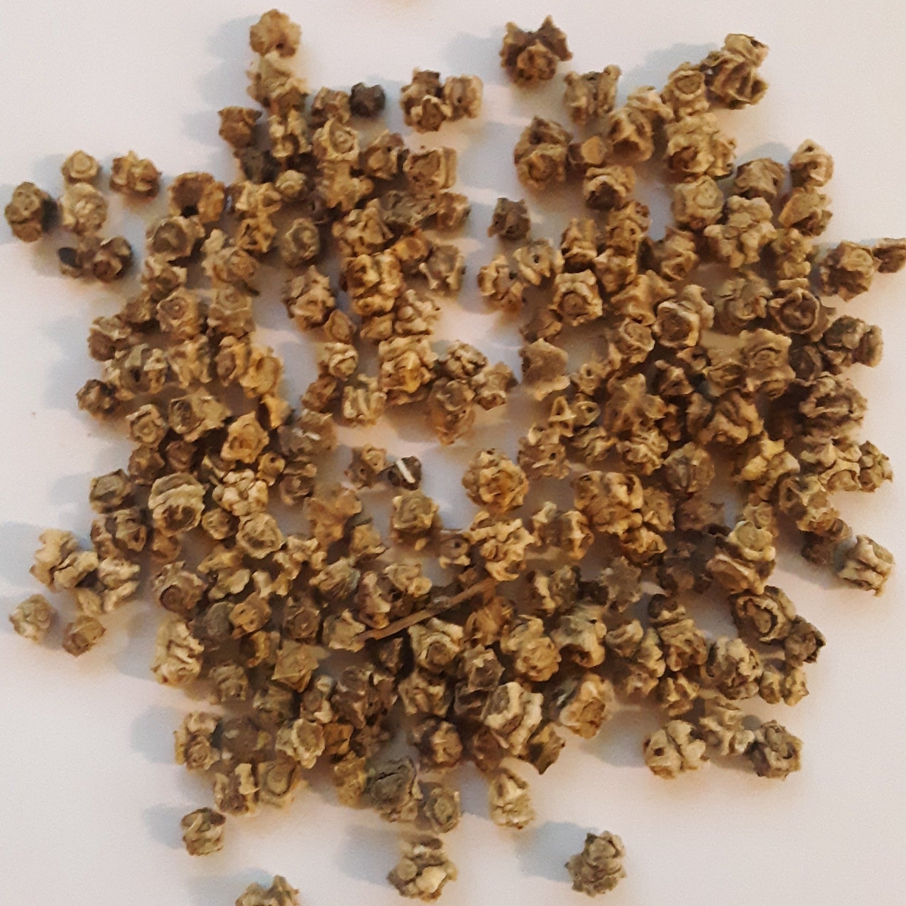 Swiss Chard, Bright Lights, Multicolor stems are hardy easy to grow ...