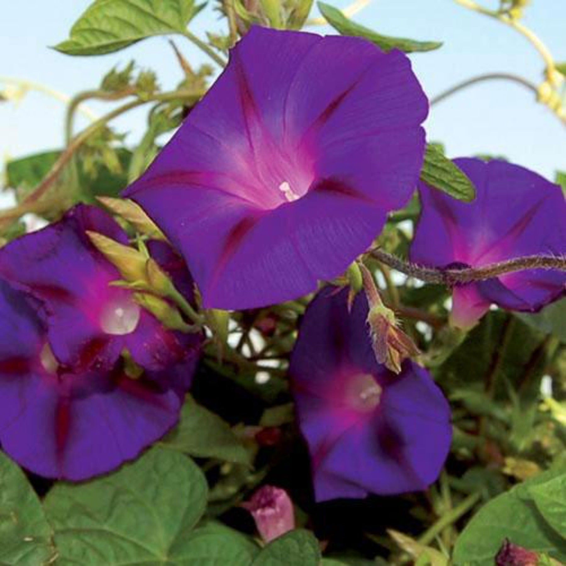 vining flower seeds Papaw's Garden Supply Llc. Helping THE Next Generation Grow! Grandpa Ott Morning Glory Vining Flower Seeds