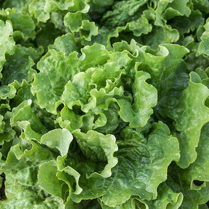 Green Ice Loose Leaf Lettuce Seeds