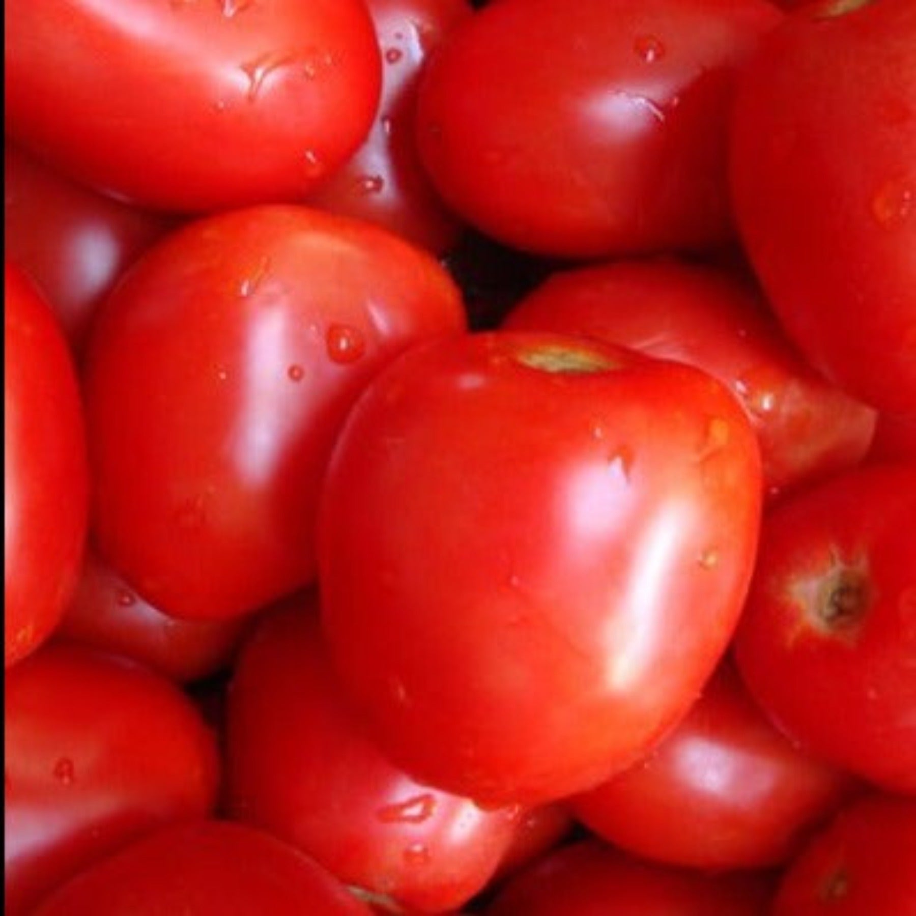 Health Kick Hybrid Paste Tomato Seeds