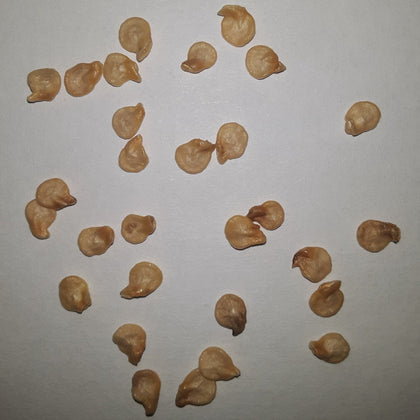Habanero Red VERY HOT Pepper Seeds