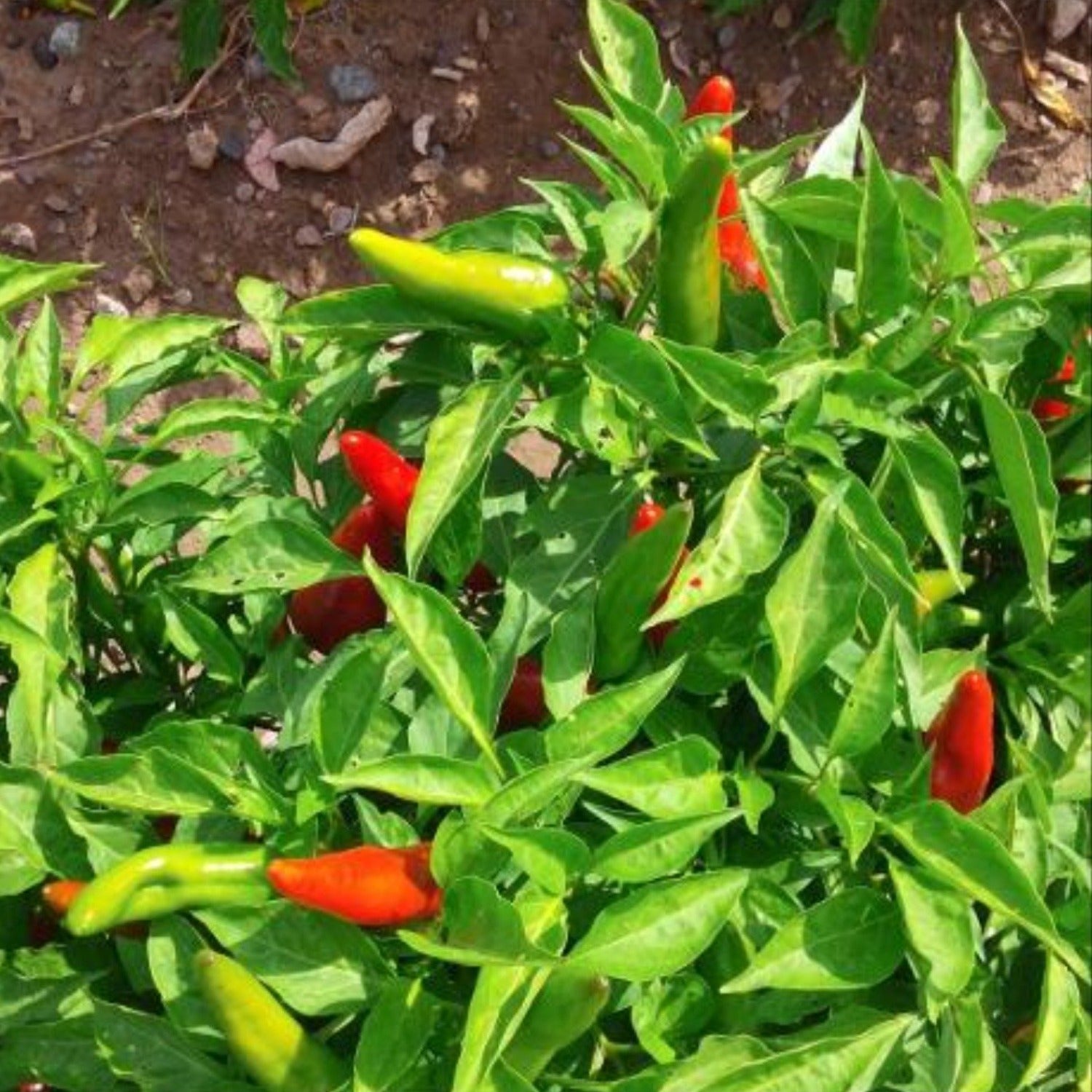 Hatch Valley Grown MiraSol Pueblo Hot Pepper Seeds