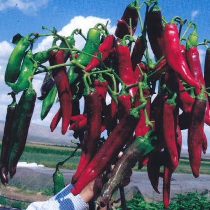 Hatch Cert. Ms. Junie Chile Hot Pepper Seeds