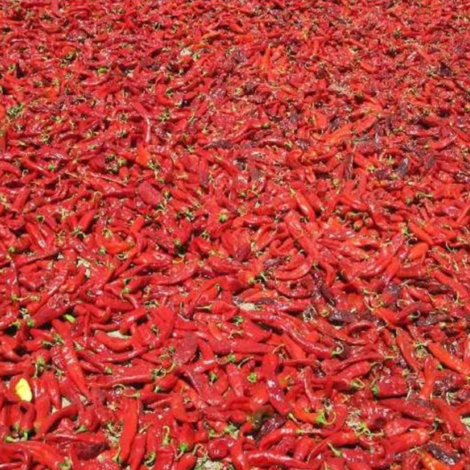 dry red chilli seeds for planting Hatch Cert. Sandia Chile Hot Pepper Seeds