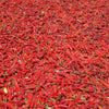 Hatch Cert. Sandia Chile Hot Pepper Seeds