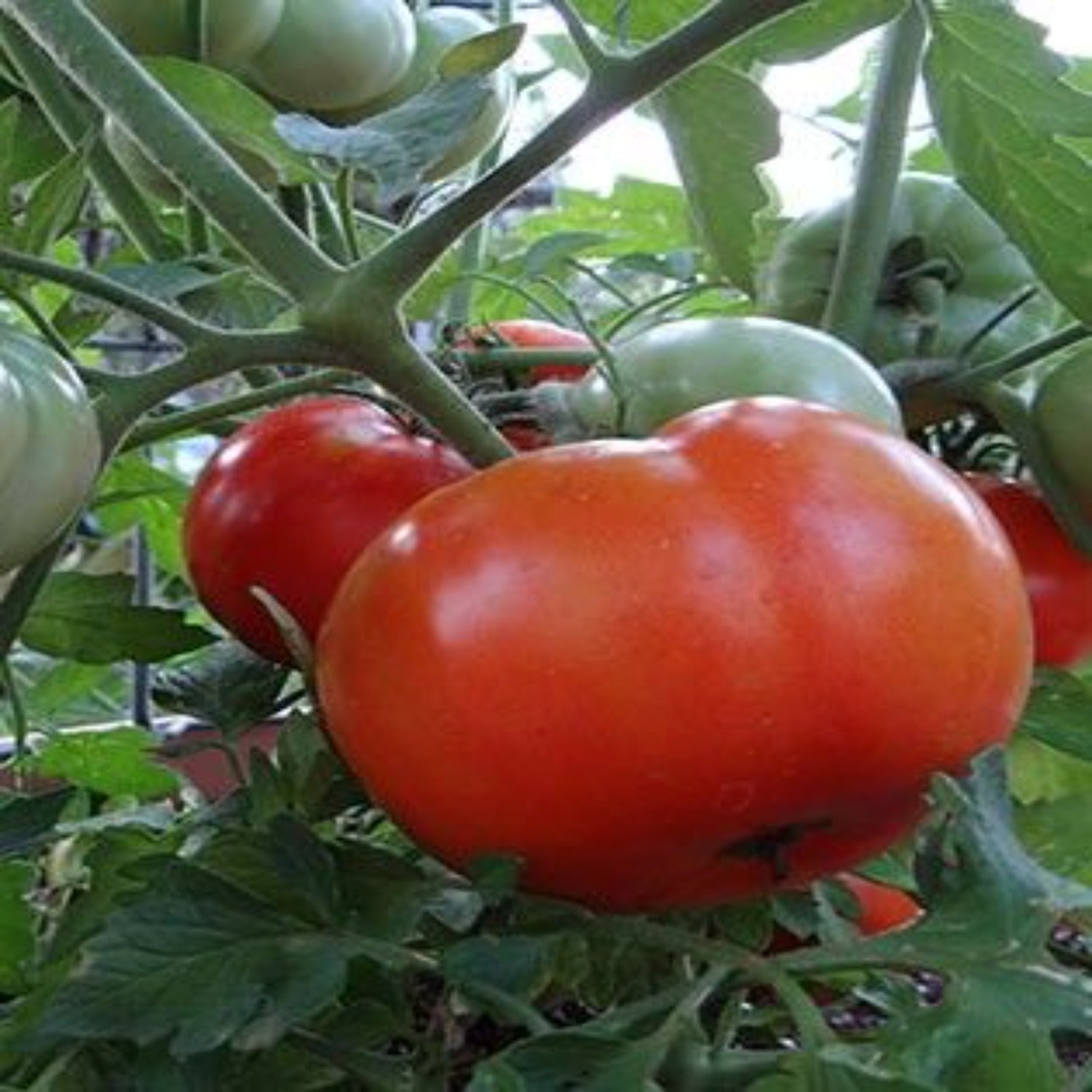 Heat Master Hybrid Tomato Seeds