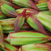 Okra, Hill Country Red Seeds