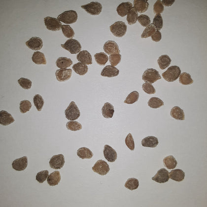 Hillbilly West Virginia Heirloom Tomato Seeds