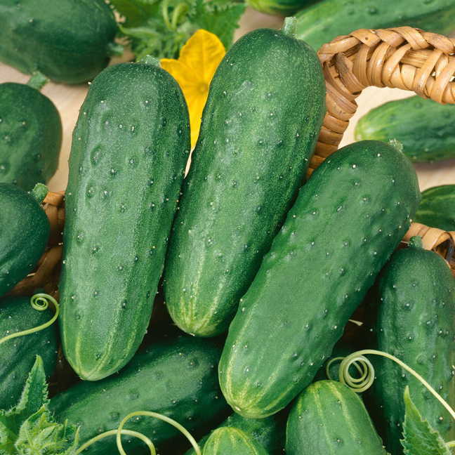 Cucumber, Homemade Pickles Seeds