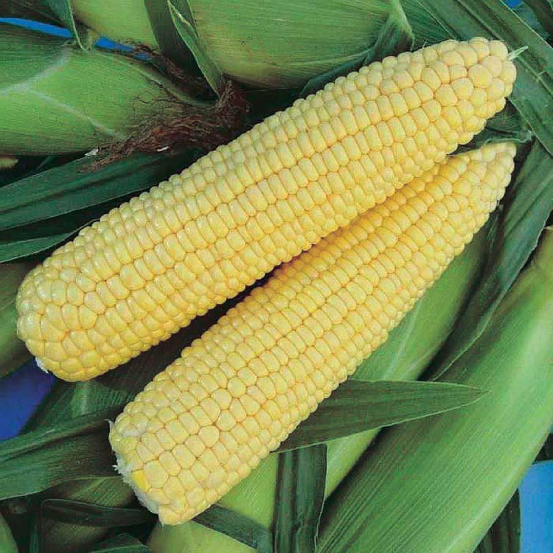 Corn Yellow Rectangle Honey Select Yellow Hybrid Sweet Corn Seed. Non-GMO – Papaws Garden ...