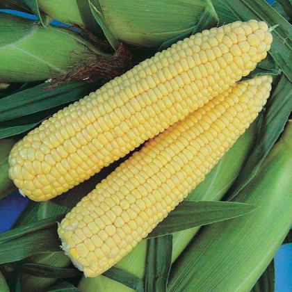 Honey Select Treated Yellow Hybrid Sweet Corn Seed