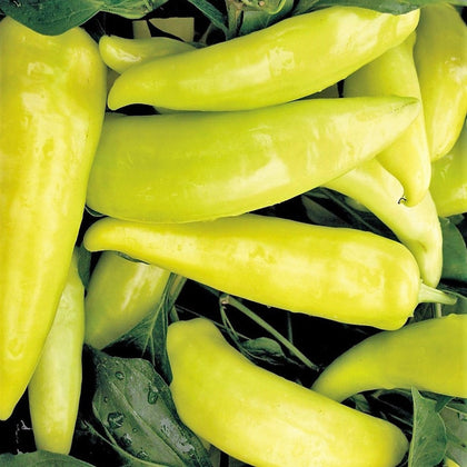 Hungarian Hot Wax Pepper Seeds